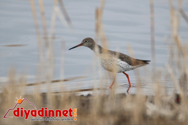göçmeni çatısı IĞDIR - misafirlerini Türkiye