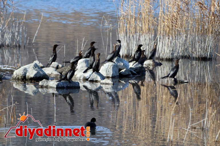 misafirlerini IĞDIR Türkiye