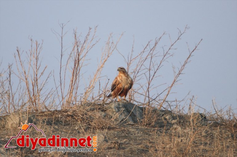 ağırlıyor göçmeni misafirlerini çatısı Türkiye