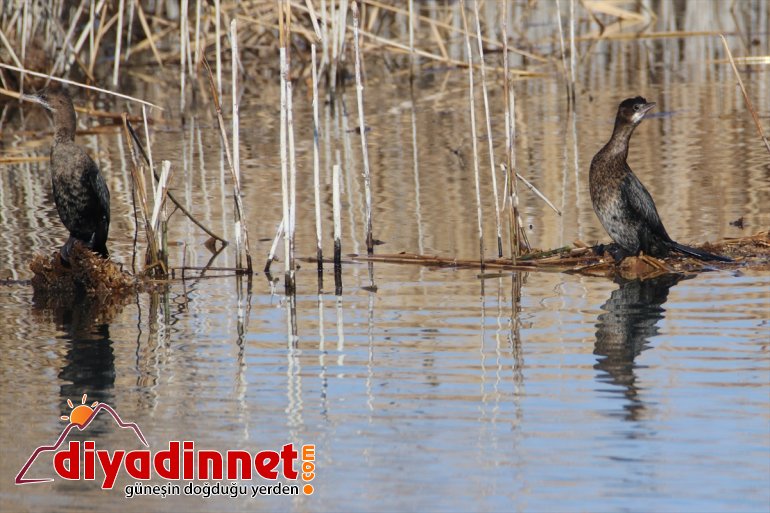 ağırlıyor IĞDIR göçmeni - kış misafirlerini çatısı Türkiye