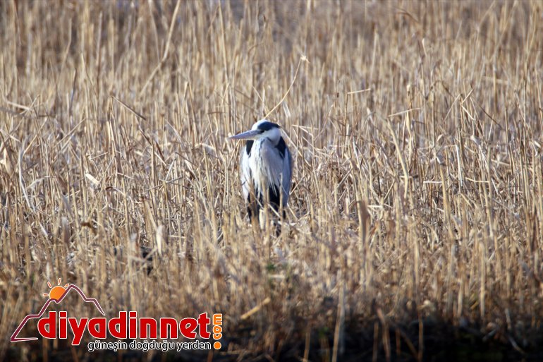 ağırlıyor çatısı kış IĞDIR Türkiye