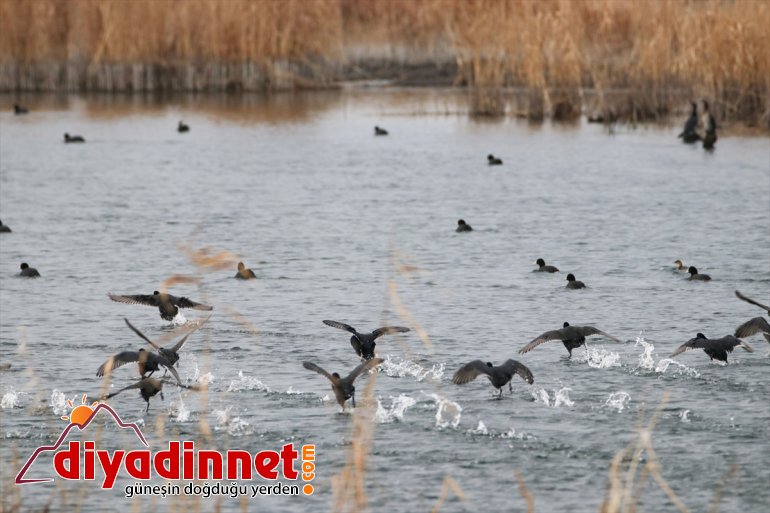 IĞDIR kış çatısı - misafirlerini göçmeni ağırlıyor Türkiye