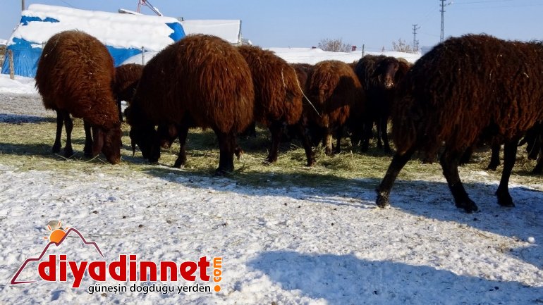 ondurucu soğuklarda sırtında ot taşıyarak hayvanlarını besliyor2