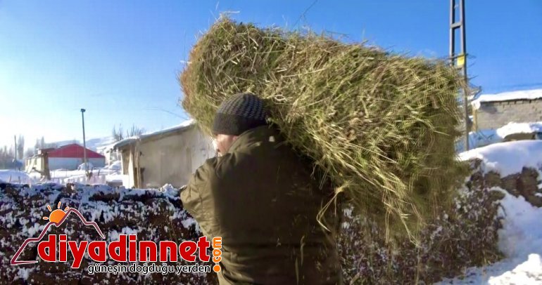 ondurucu soğuklarda sırtında ot taşıyarak hayvanlarını besliyor3