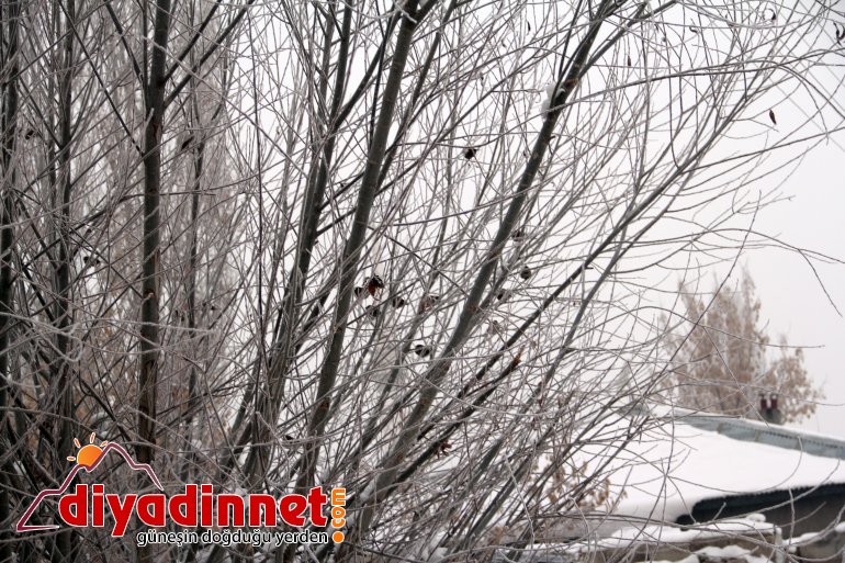 Sibirya soğukları Ağrı yı dondurdu2