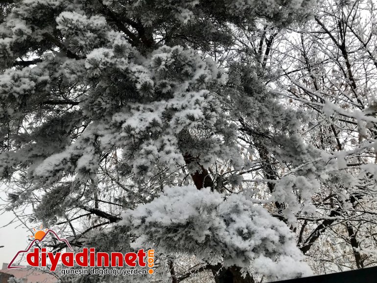 Ağaçlardaki kırağı kartpostallık görüntüler oluşturdu2