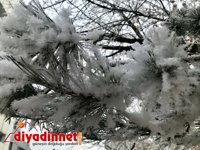Ağaçlardaki kırağı kartpostallık görüntüler oluşturdu3