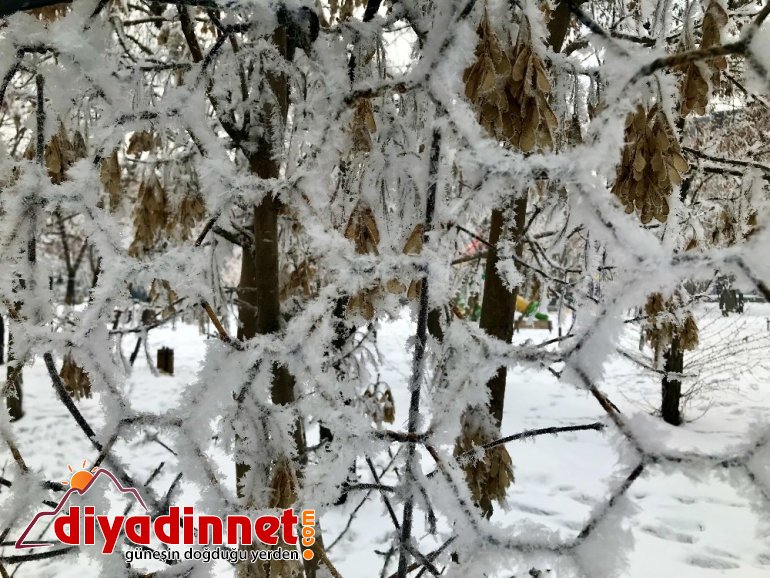 Ağaçlardaki kırağı kartpostallık görüntüler oluşturdu4