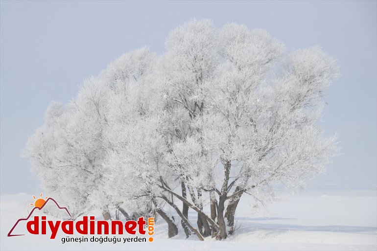 Ağrı da dere ve nehirler dondu bina çatılarında buz sarkıtları oluştu15