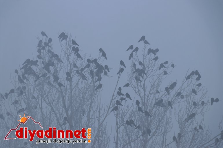 Ağrı da dere ve nehirler dondu bina çatılarında buz sarkıtları oluştu20