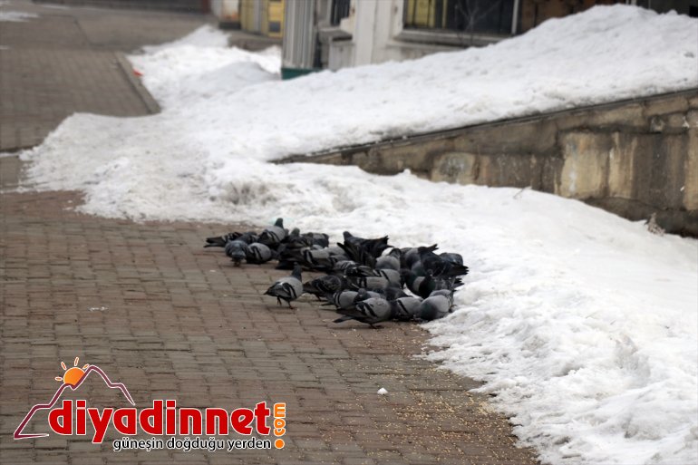 Ağrı da soğuk hava etkisini sürdürüyor11