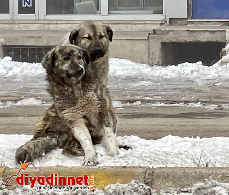 Ağrı da soğuk hava ve sis etkili oldu4