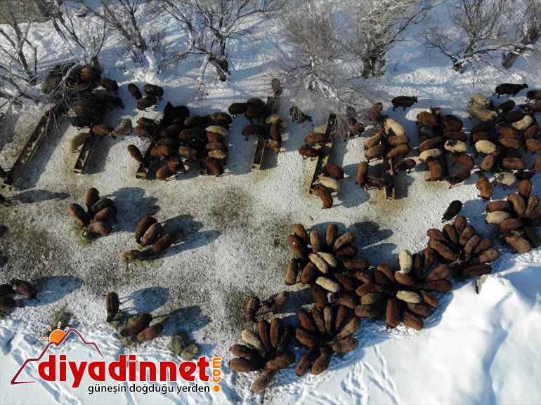 Hayvanları için dondurucu soğukta karlı dağlardan ot taşıyorlar