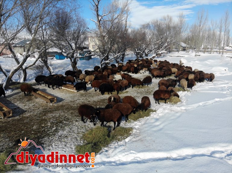 ot soğukta için - Hayvanları dağlardan karlı taşıyorlar AĞRI dondurucu 2