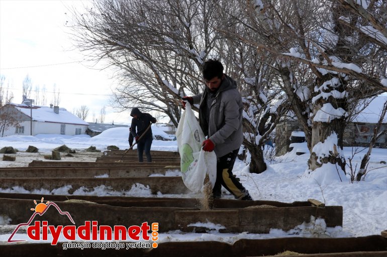 dağlardan dondurucu AĞRI - karlı soğukta Hayvanları ot taşıyorlar için 11