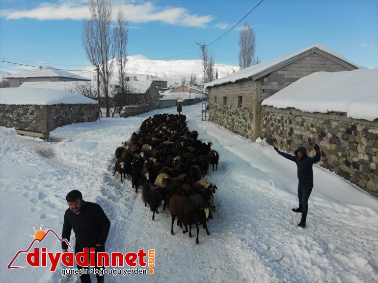 ot için Hayvanları soğukta - karlı dağlardan dondurucu taşıyorlar AĞRI 12