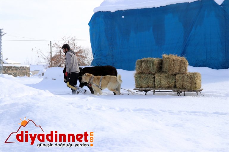 - dağlardan Hayvanları AĞRI dondurucu için taşıyorlar karlı ot soğukta 13