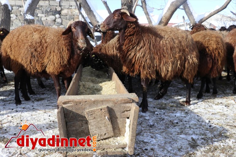karlı - için Hayvanları soğukta dondurucu ot taşıyorlar AĞRI dağlardan 15