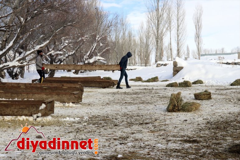 Hayvanları için - soğukta dondurucu dağlardan karlı AĞRI ot taşıyorlar 16