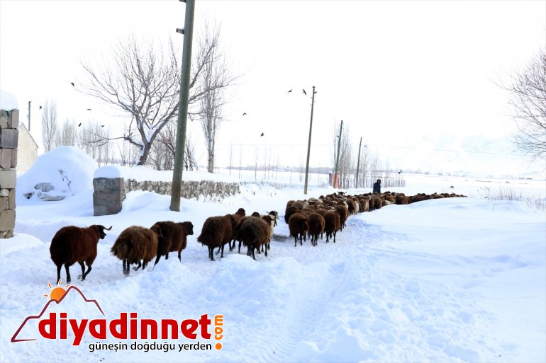 soğukta ot - dondurucu karlı için Hayvanları dağlardan AĞRI taşıyorlar 17