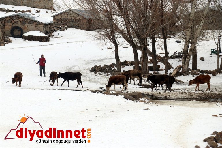 - taşıyorlar için Hayvanları AĞRI soğukta dondurucu dağlardan ot karlı 18