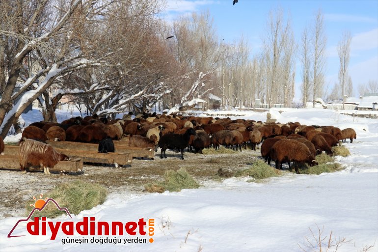 için taşıyorlar - dondurucu Hayvanları karlı soğukta ot dağlardan AĞRI 19