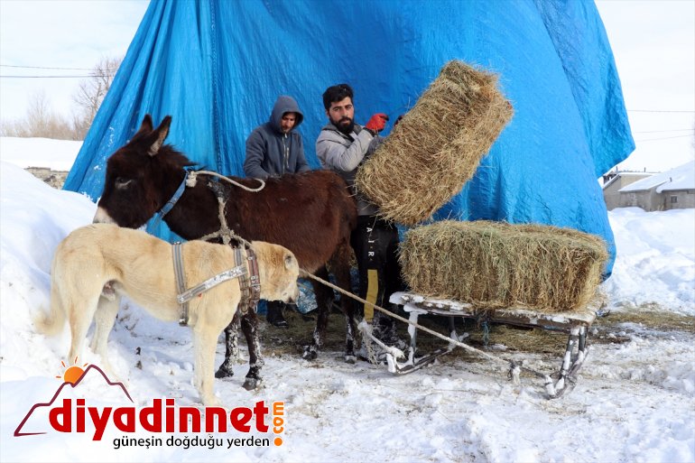 dağlardan dondurucu taşıyorlar Hayvanları için soğukta AĞRI karlı ot - 20