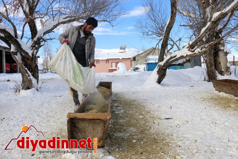 soğukta Hayvanları taşıyorlar için karlı dondurucu ot - dağlardan AĞRI 3