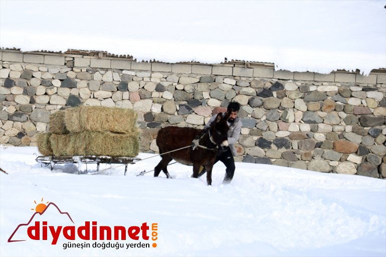 soğukta taşıyorlar Hayvanları AĞRI ot dondurucu için - karlı dağlardan 21