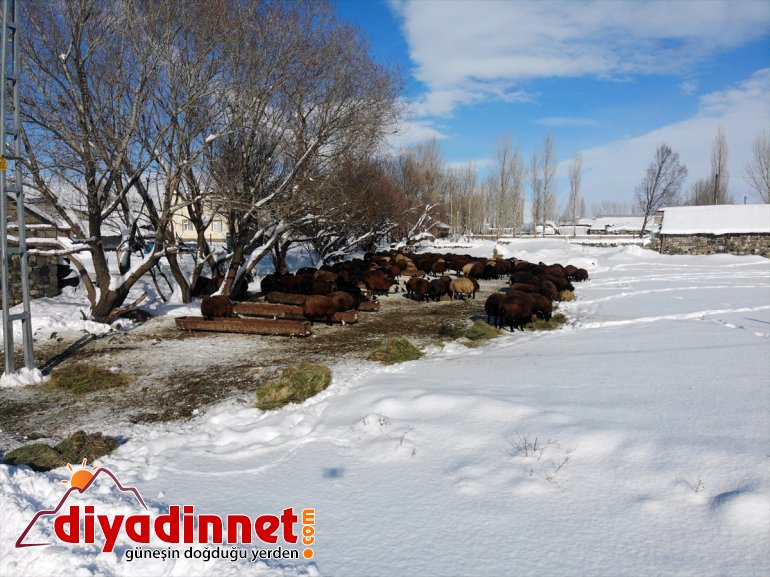 soğukta Hayvanları dondurucu - karlı için ot taşıyorlar AĞRI dağlardan 22
