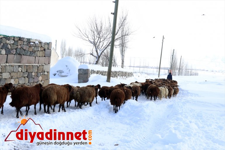 dondurucu taşıyorlar ot AĞRI karlı Hayvanları dağlardan soğukta - için 24