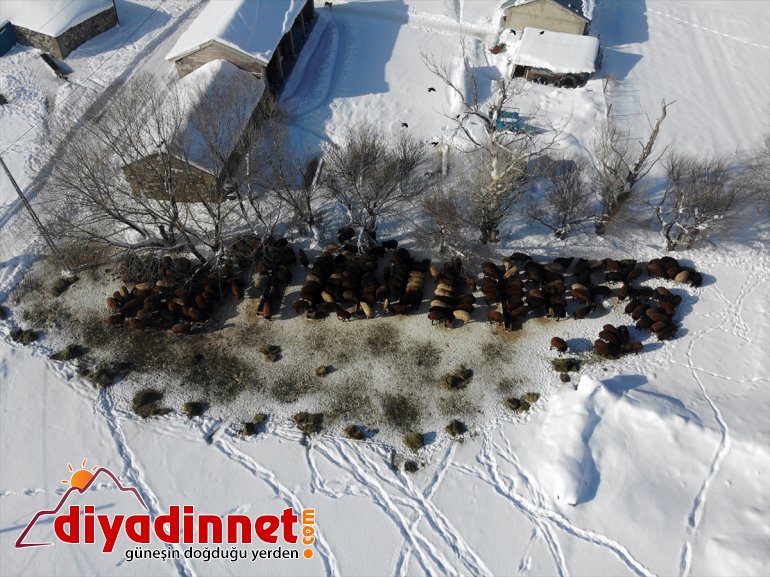 AĞRI dağlardan - karlı Hayvanları için soğukta ot dondurucu taşıyorlar 4