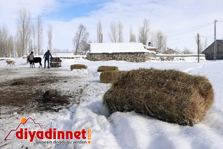 - soğukta taşıyorlar için dağlardan AĞRI ot karlı dondurucu Hayvanları 5