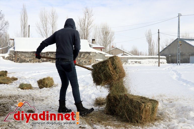 taşıyorlar ot dağlardan Hayvanları için karlı soğukta - AĞRI dondurucu 6