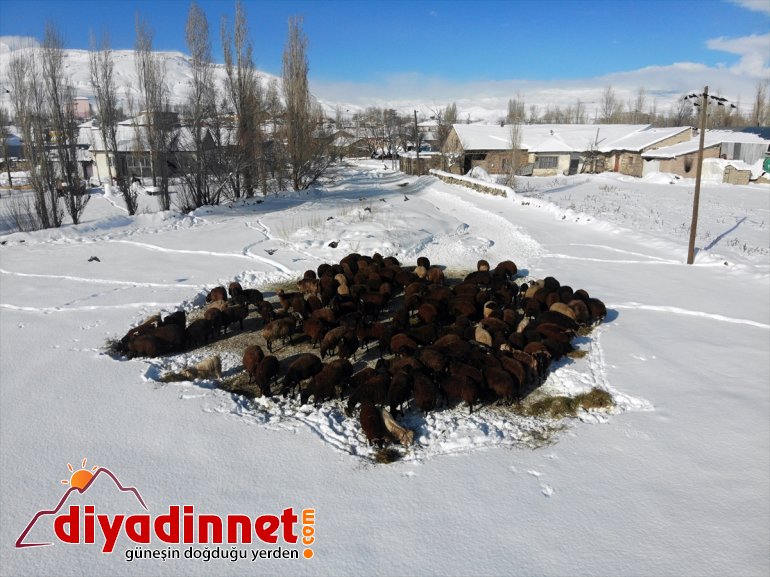 - karlı ot Hayvanları AĞRI dondurucu için soğukta taşıyorlar dağlardan 7