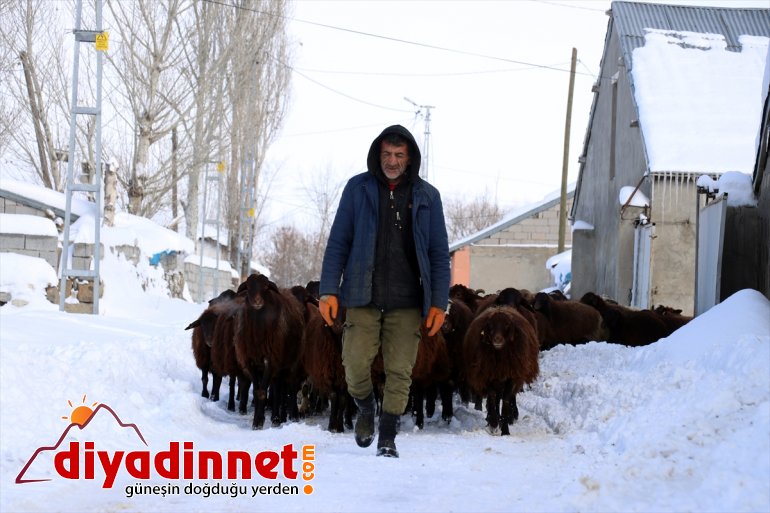 AĞRI için ot taşıyorlar Hayvanları soğukta dağlardan dondurucu karlı - 8