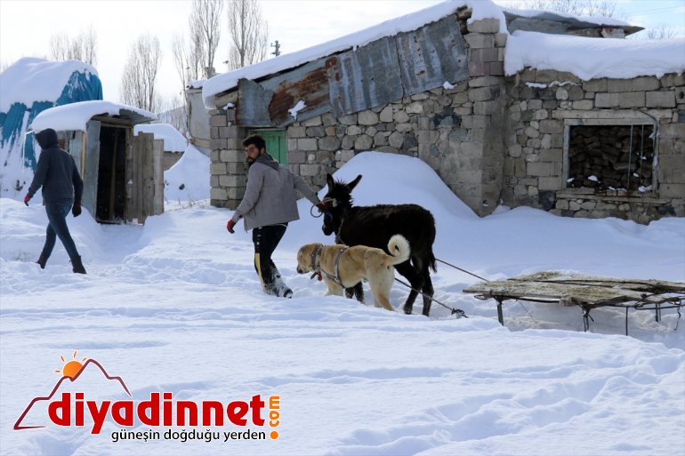 dondurucu AĞRI - taşıyorlar ot Hayvanları karlı soğukta için dağlardan 9