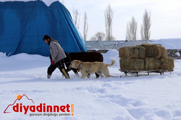 taşıyorlar dondurucu karlı AĞRI ot soğukta - için dağlardan Hayvanları 10