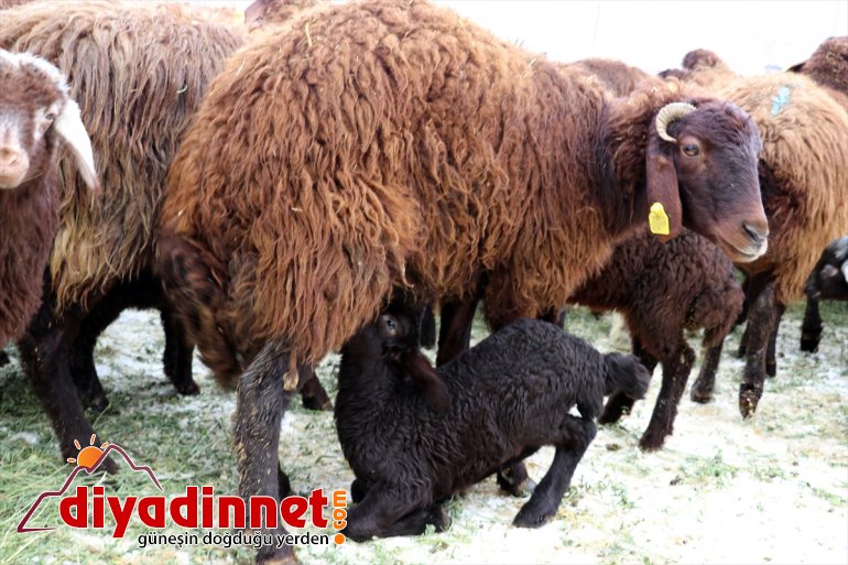 desteğiyle sahibi sevinci 