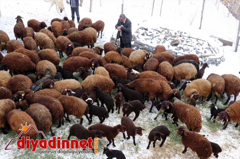 sevinci olan devlet besicilerin sahibi koyun 