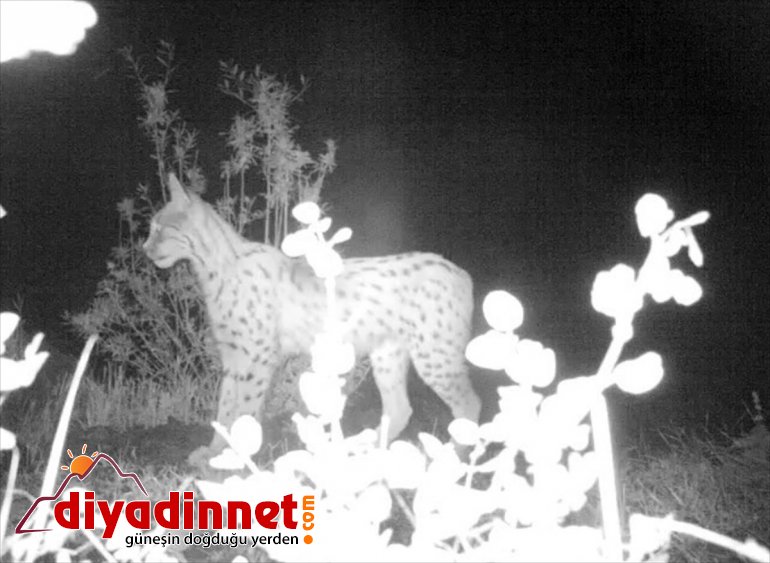 yaban - ERZURUM artırdı Doğanın popülasyonunu hayatı bekçilerinin avcılıkla mücadelesi kaçak 1