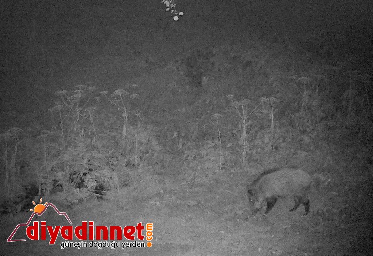 bekçilerinin popülasyonunu avcılıkla artırdı kaçak - yaban ERZURUM Doğanın hayatı mücadelesi 2