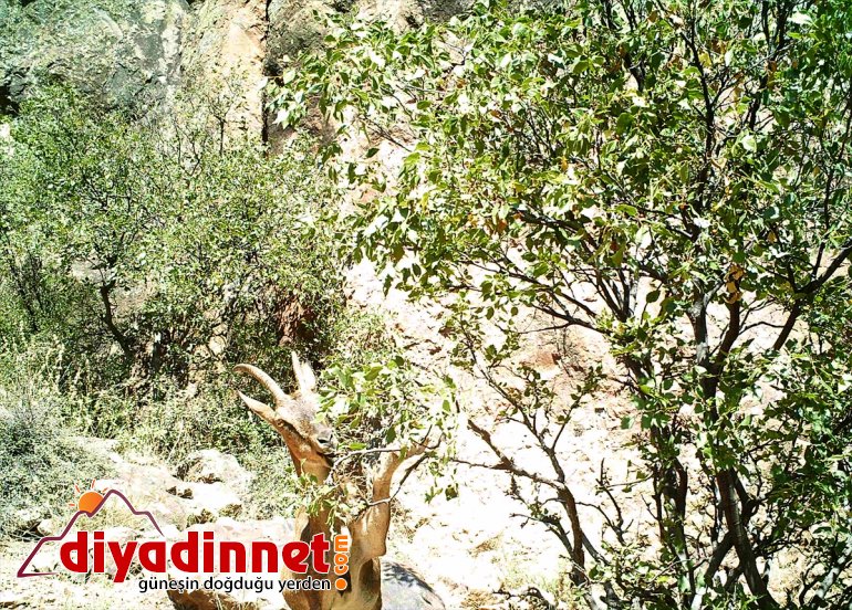 popülasyonunu bekçilerinin avcılıkla hayatı mücadelesi ERZURUM yaban kaçak Doğanın artırdı - 11
