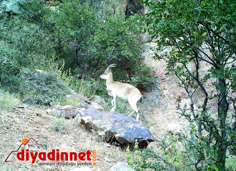 "Doğanın bekçilerinin" kaçak avcılıkla mücadelesi yaban hayatı popülasyonunu artırdı
