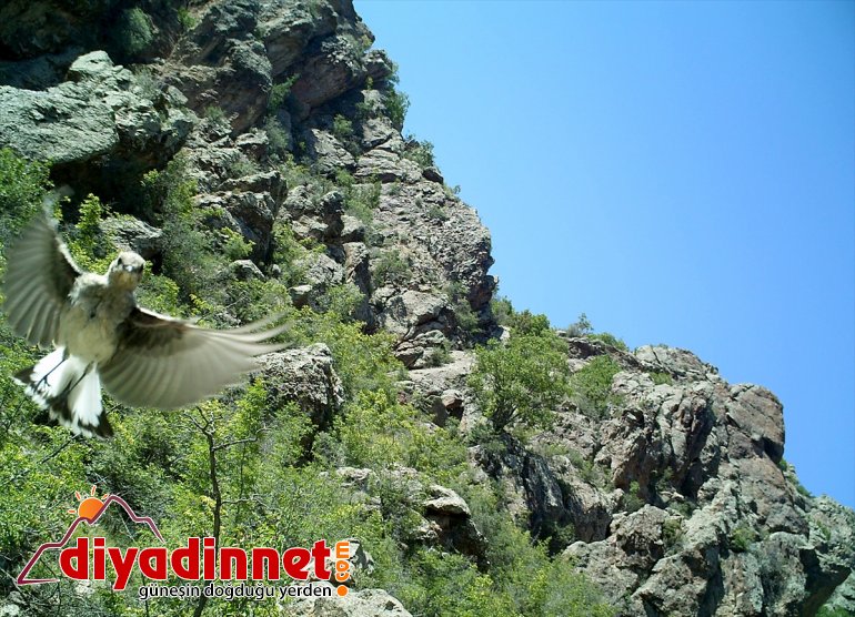 artırdı yaban ERZURUM hayatı - Doğanın kaçak avcılıkla mücadelesi popülasyonunu bekçilerinin 13