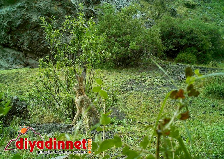 bekçilerinin kaçak artırdı avcılıkla yaban hayatı - ERZURUM Doğanın mücadelesi popülasyonunu 14