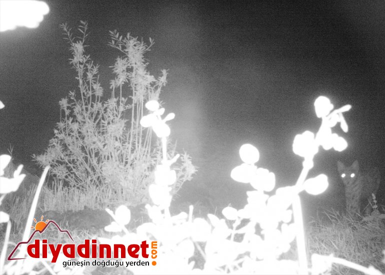 ERZURUM kaçak - hayatı avcılıkla yaban bekçilerinin artırdı mücadelesi popülasyonunu Doğanın 15