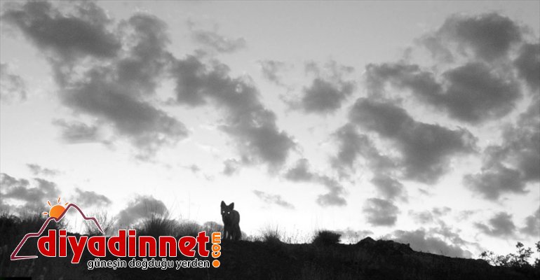 kaçak avcılıkla artırdı - ERZURUM yaban mücadelesi Doğanın bekçilerinin popülasyonunu hayatı 3