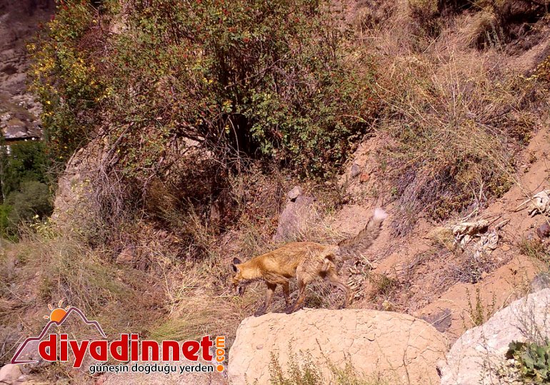 avcılıkla popülasyonunu Doğanın bekçilerinin hayatı mücadelesi kaçak artırdı ERZURUM yaban - 4