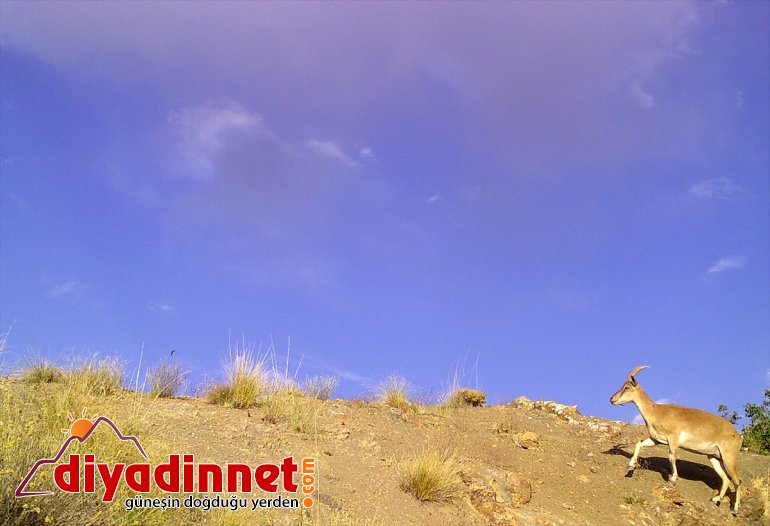 avcılıkla kaçak Doğanın artırdı bekçilerinin mücadelesi popülasyonunu - yaban hayatı ERZURUM 5